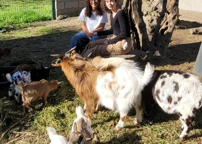 Lorelei Farm 6 Aboadela